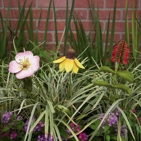 Wildflower Indian Blanket Stem